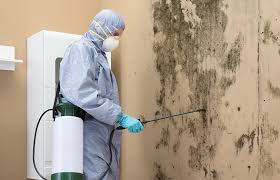 Mold Documentation for Insurance Claims in Mount Carroll, IL